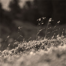 Bed & Breakfast Apart-Garni-Alpevita